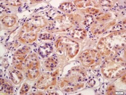 Phospho-SGK1 (Ser422) Rabbit anti-Human, Polyclonal, Bioss 100 &mu;L; Unconjugated:Antibodies,