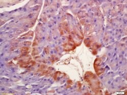 Phospho-SGK1 (Ser422) Rabbit anti-Human, Polyclonal, Bioss 100 &mu;L; Unconjugated:Antibodies,