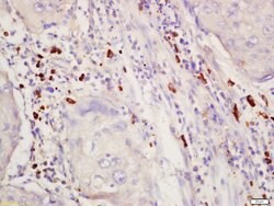 Phospho-SGK1 (Thr256) Rabbit anti-Human, Polyclonal, Bioss 100 &mu;L; Unconjugated:Antibodies,