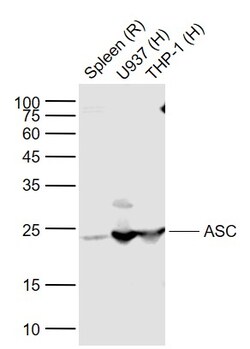 ASC Polyclonal Antibody, Bioss 100 &mu;L; Unconjugated:Antibodies, Polyclonal
