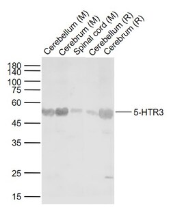 5-HTR3 Polyclonal Antibody, Bioss 100 &mu;L; Unconjugated:Antibodies, Polyclonal