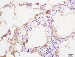 Phospho-SHC (Ser36) Rabbit anti-Human, Polyclonal, Bioss 100 &mu;L; Unconjugated:Antibodies,