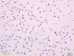 Phospho-SHC (Ser36) Rabbit anti-Human, Polyclonal, Bioss 100 &mu;L; Unconjugated:Antibodies,