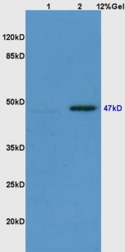 Phospho-Smad3 (Ser423, Ser425) Rabbit anti-Human Mouse Rat, Polyclonal,