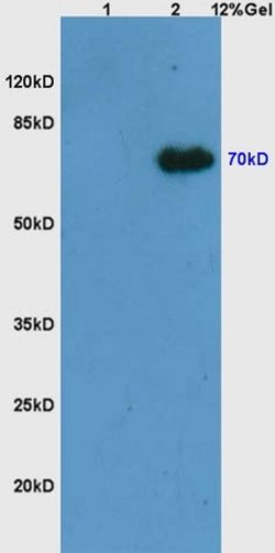 Phospho-Syk (Tyr525, Tyr526) Rabbit anti-Human Mouse Rat, Polyclonal, Bioss