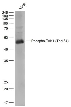 Phospho-TAK1 (Thr184) Rabbit anti-Human, Polyclonal, Bioss 100 &mu;L; Unconjugated:Antibodies,