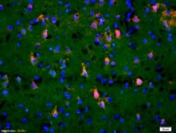 Phospho-TAK1 (Thr184, Thr187) Rabbit anti-Human Mouse Rat, Polyclonal,
