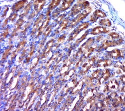 Phospho-MAP3K8 (Ser400) Rabbit anti-Human, Polyclonal, Bioss 100 &mu;L | Buy Online | Bioss | Fisher Scientific