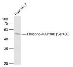 Phospho-MAP3K8 (Ser400) Rabbit anti-Human, Polyclonal, Bioss 100 &mu;L | Buy Online | Bioss | Fisher Scientific