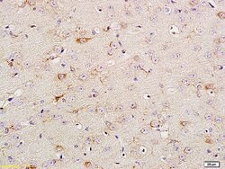 Phospho-TrkA (Tyr680, Tyr681) Rabbit anti-Human Mouse Rat, Polyclonal,