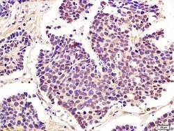 Phospho-cdc2 (Thr161) Rabbit anti-Human, Polyclonal, Bioss 100 &mu;L; Unconjugated:Antibodies,