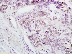 Phospho-cdc25C (Thr48) Rabbit anti-Human, Polyclonal, Bioss 100 &mu;L | Buy Online | Bioss | Fisher Scientific