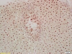 MST1 Rabbit anti-Human, Polyclonal, Bioss 100 &mu;L; Unconjugated:Antibodies,