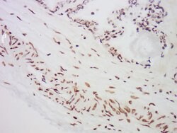 MST1 Rabbit anti-Human, Polyclonal, Bioss 100 &mu;L; Unconjugated:Antibodies,