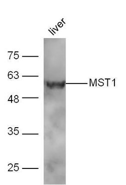 MST1 Rabbit anti-Human, Polyclonal, Bioss 100 &mu;L; Unconjugated:Antibodies,