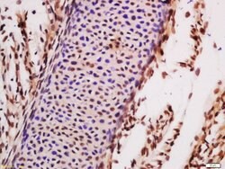 TLK1 Rabbit anti-Human, Polyclonal, Bioss 100 &mu;L | Buy Online | Bioss | Fisher Scientific