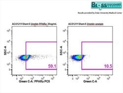PPAR alpha Rabbit anti-Human, Polyclonal, Bioss 100 &mu;L; Unconjugated:Antibodies,