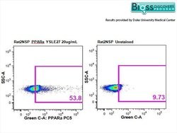 PPAR alpha Rabbit anti-Human, Polyclonal, Bioss 100 &mu;L; Unconjugated:Antibodies,
