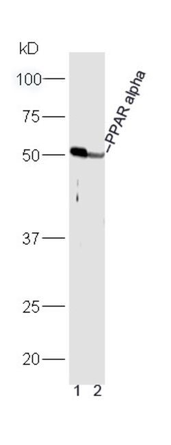 PPAR alpha Rabbit anti-Human, Polyclonal, Bioss 100 &mu;L; Unconjugated:Antibodies,