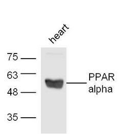 PPAR alpha Rabbit anti-Human, Polyclonal, Bioss 100 &mu;L; Unconjugated:Antibodies,