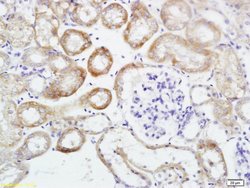 HSD11B2 Rabbit anti-Human, Polyclonal, Bioss 100 &mu;L; Unconjugated:Antibodies,
