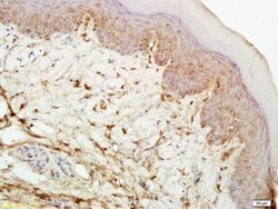 mu Opioid receptor Rabbit anti-Human, Polyclonal, Bioss 100 &mu;L; Unconjugated:Antibodies,
