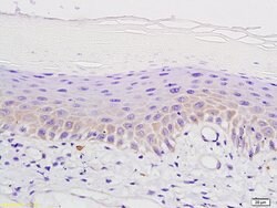 mu Opioid receptor Rabbit anti-Human, Polyclonal, Bioss 100 &mu;L; Unconjugated:Antibodies,