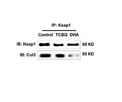 KEAP1 Rabbit anti-Human, Polyclonal, Bioss 100 &mu;L; Unconjugated:Antibodies,