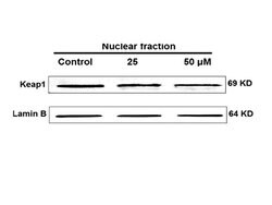 KEAP1 Rabbit anti-Human, Polyclonal, Bioss 100 &mu;L; Unconjugated:Antibodies,
