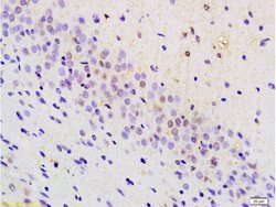 BRN3A Rabbit anti-Human, Polyclonal, Bioss 100 &mu;L; Unconjugated:Antibodies,