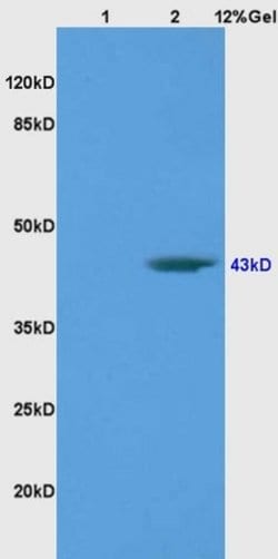 BRN3A Rabbit anti-Human, Polyclonal, Bioss 100 &mu;L; Unconjugated:Antibodies,