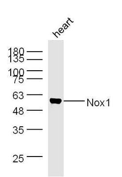 Nox1/NADPH oxidase 1 Rabbit anti-Human, Polyclonal, Bioss 100 &mu;L; Unconjugated:Antibodies,