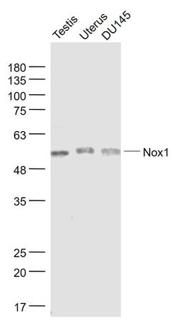 Nox1/NADPH oxidase 1 Rabbit anti-Human, Polyclonal, Bioss 100 &mu;L; Unconjugated:Antibodies,