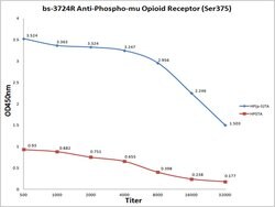 Phospho-mu Opioid Receptor (Ser375) Rabbit anti-Human, Polyclonal, Bioss