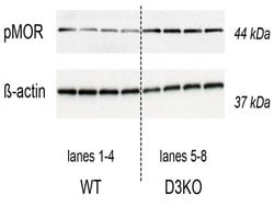 Phospho-mu Opioid Receptor (Ser375) Rabbit anti-Human, Polyclonal, Bioss
