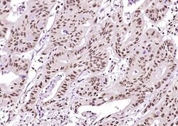 Phospho-Cyclin B1 (Ser126) Rabbit anti-Human, Polyclonal, Bioss 100 &mu;L;