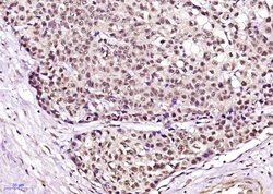 Phospho-Cyclin B1 (Ser126) Rabbit anti-Human, Polyclonal, Bioss 100 &mu;L;