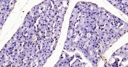 Histone H3 (tri methyl K37) Polyclonal Antibody, Bioss 100 &mu;L; Unconjugated:Antibodies,