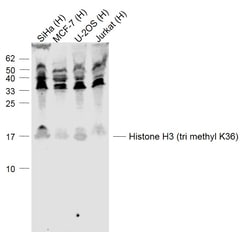 Histone H3 (tri methyl K37) Polyclonal Antibody, Bioss 100 &mu;L; Unconjugated:Antibodies,