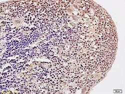 Acetyl-Histone H3 (Lys23) Rabbit anti-Human, Polyclonal, Bioss 100 &mu;L;