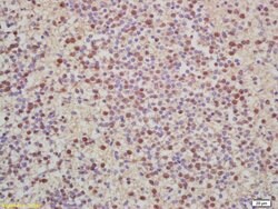 Histone H2A Rabbit anti-Human, Polyclonal, Bioss 100 &mu;L; Unconjugated:Antibodies,