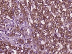 SCD1 Rabbit anti-Human, Polyclonal, Bioss 100 &mu;L; Unconjugated:Antibodies,