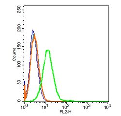 CD21/EBV receptor Rabbit anti-Human, Polyclonal, Bioss 100 &mu;L; Unconjugated:Antibodies,