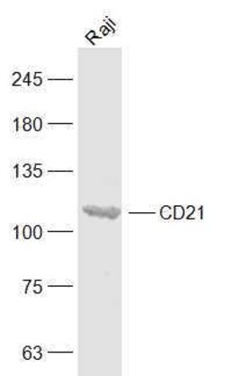 CD21/EBV receptor Rabbit anti-Human, Polyclonal, Bioss 100 &mu;L; Unconjugated:Antibodies,
