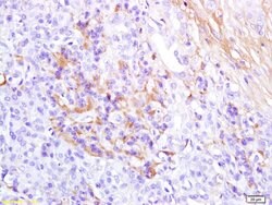 Glucagon Rabbit anti-Human, Polyclonal, Bioss 100 &mu;L; Unconjugated:Antibodies,
