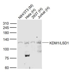 KDM1A Polyclonal Antibody, Bioss 100 &mu;L; Unconjugated:Antibodies, Polyclonal