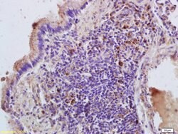 RHEB Rabbit anti-Human, Polyclonal, Bioss 100 &mu;L; Unconjugated:Antibodies,