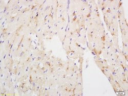 NDUFS3 Rabbit anti-Human, Polyclonal, Bioss 100 &mu;L; Unconjugated:Antibodies,