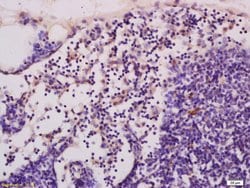 cGMP Rabbit anti-Human, Polyclonal, Bioss 100 &mu;L; Unconjugated:Antibodies,