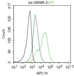 Lrp2/Megalin Rabbit anti-Human, Polyclonal, Bioss 100 &mu;L; Unconjugated:Antibodies,